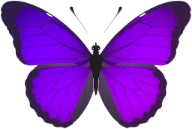 Metamorph